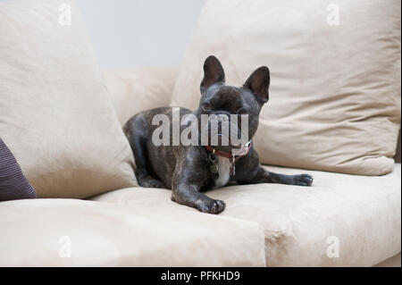 French Bulldog lying on sofa Stock Photo