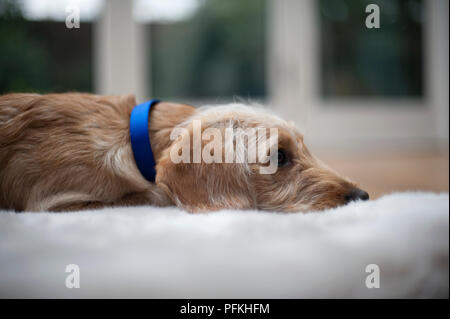 Labradoodle puppy wearing blue dog collar lying down on rug on the floor, close-up Stock Photo