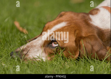 Exhausted Basset Hound lying on grass with head down Stock Photo
