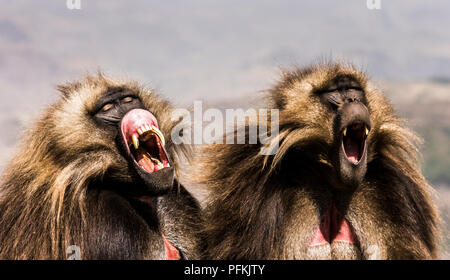Gelada Baboons baring teeth in the Simien (Semien) Mountains National Park, Ethiopia, Africa Stock Photo