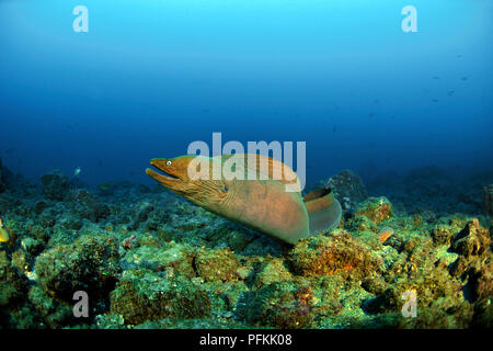 Panamic green moray eel or Chestnut moray (Gymnothorax castaneus), San Benedicto Island, Revillagigedo islands, Socorro, Mexico Stock Photo