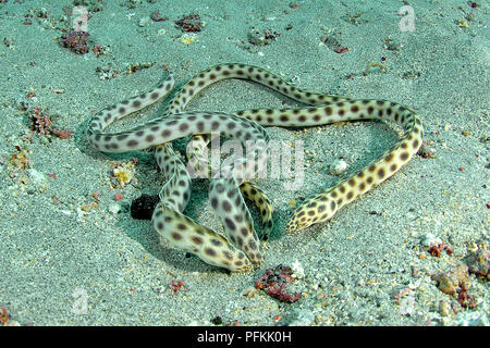 Spotted Snake-eels (Myrichthys tigrinus), Galapagos islands, Ecuador Stock Photo