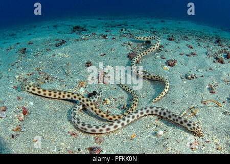 Spotted Snake-eels (Myrichthys tigrinus), Galapagos islands, Ecuador Stock Photo