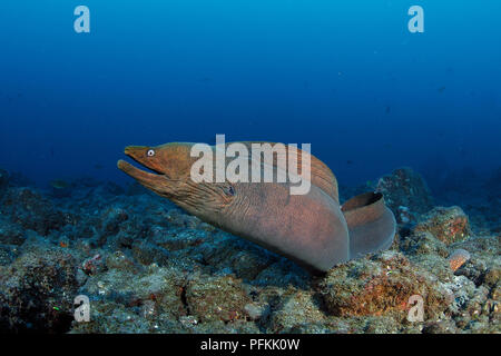 Panamic green moray eel or Chestnut moray (Gymnothorax castaneus), San Benedicto Island, Revillagigedo islands, Socorro, Mexico Stock Photo