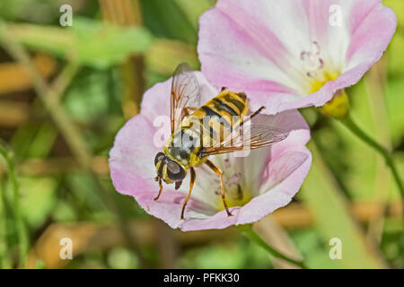 'Batman' Hoverfly (Myathropa florea) feeding on field bindweed Stock Photo