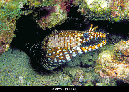 Drachenmuraene (Enchelycore pardalis) im Korallenriff, Hawai | Leopard moray eel or Dragon moray eel (Enchelycore pardalis) at coral reef, Hawaii Stock Photo