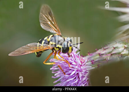 Female Hoverfly  (Chrysotoxum festivum)  feeding on creeping thistle Stock Photo