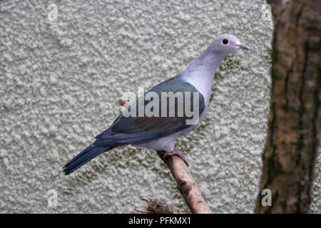Green imperial pigeon (Ducula aenea) perching on a branch, side view Stock Photo