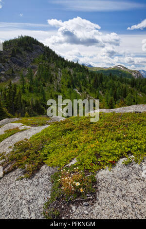 Sunshine Meadows in Banff National Park, Alberta, Canada Stock Photo