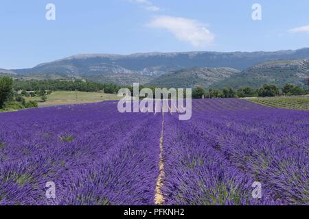 Lavender Stock Photo