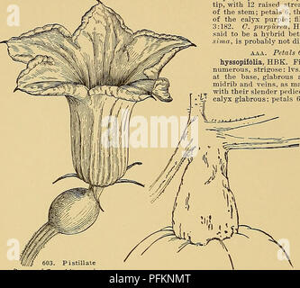 . Cyclopedia of American horticulture, comprising suggestions for cultivation of horticultural plants, descriptions of the species of fruits, vegetables, flowers, and ornamental plants sold in the United States and Canada, together with geographical and biographical sketches. Gardening. 412 CUPHEA CUPHEA toothed, scarlet at the base, yellow towards the top, greenish at the mouth; stamens and filaments red: ovary 2-celled, many-seeded. Mex. HBK. Nov. Gen.. flower of Cucurbita maxima— Hubbard Squash (X%). 504. Stem of Cucurbita maxima—Hubbard Squash. Sp. 6, p. 209, t. 551. R.H. 1857, p. 151. P.S Stock Photo