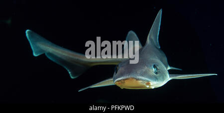 Starry Smooth-hound (Mustelus asterias) swimming with its pectoral fins extended sideways, front view. Stock Photo