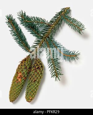 Picea likiangensis (Lijiang spruce), branch with leaves and cones Stock Photo