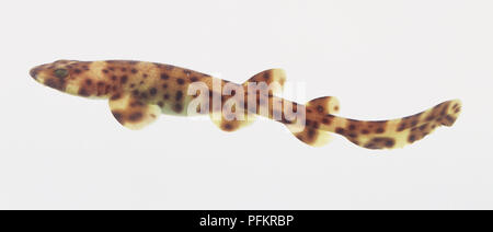 Two-month-old Swell Shark Pup (Cephaloscyllium ventriosum), side view Stock Photo