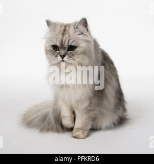 A silver-shaded Persian kitten sitting down Stock Photo