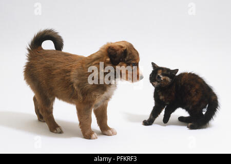 A four-week old puppy and a kitten with its back arched, looking at each other, side view Stock Photo