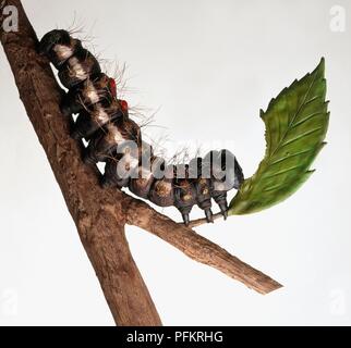 Caterpillar of Brown-tail moth (Euproctis chrysorrhoea) on hawthorn branch, eating leaf Stock Photo