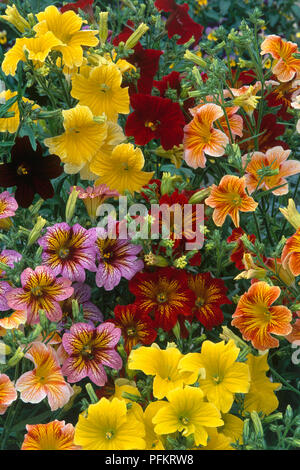 Different coloured flowers from Salpiglossis sinuata 'Casino Series' (Painted tongue), close-up Stock Photo