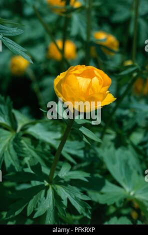 Yellow flower from Trollius x cultorum 'Orange Princess' (Globeflower), close-up Stock Photo