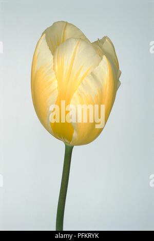 Yellow and white flower from Tulipa 'Sweetheart' (Tulip), close-up
