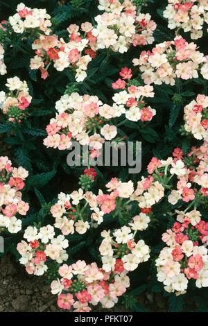 Pink and white flowers from Verbena x hybrida 'Peaches and Cream' Stock Photo