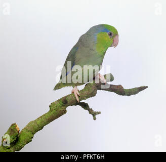 Pacific parrotlet (Forpus coelistis), small green and blue parrot sitting on a branch, side view Stock Photo