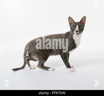 Blue and White Cornish Rex with crinkled eyebrows and whiskers and curly or wavy hair, standing. Stock Photo