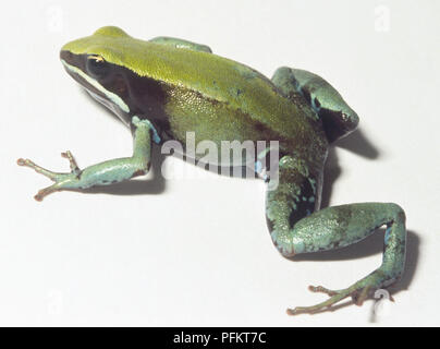 Side view of Green Mantella Frog (Mantella viridis) Stock Photo