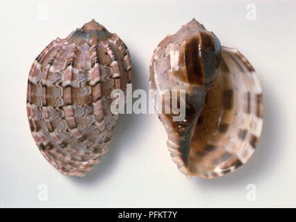 Major Harp (Harpa major), shells Stock Photo