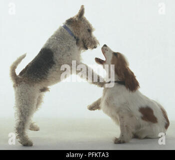 Fox terrier and Cocker Spaniel, play fighting. Stock Photo