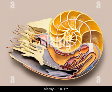 Cross-section model of Chambered Nautilus (Nautilus pompilius) Stock Photo