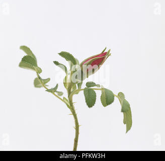 Rose bud coming into flower, close-up Stock Photo