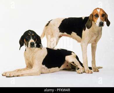 Engelse foxhound sales