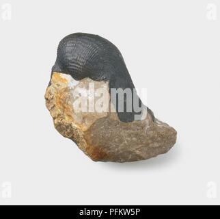 Brachiopods productus fossilized in carboniforous limestone Stock Photo