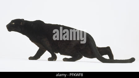 Black Panther (Panthera pardus) stalking, side view Stock Photo