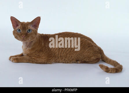 Red Silver Tabby Devon Rex cat with long, muscular hind legs, lying down. Stock Photo