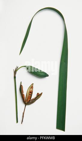 Iris pseudacorus (Yellow flag iris), stem with green closed pod, open ripe pod containing seeds, and a leaf Stock Photo