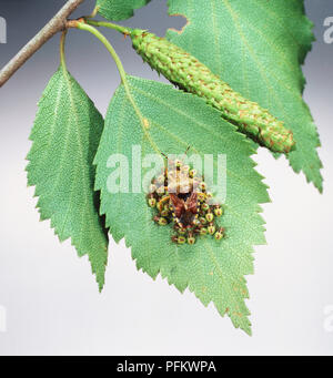 Parent Bug (Elasmucha grisea) perched on green leaf surrounded by its young. Stock Photo