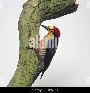 Yellow-fronted Woodpecker (Melanerpes flavifrons) perching on branch, side view Stock Photo