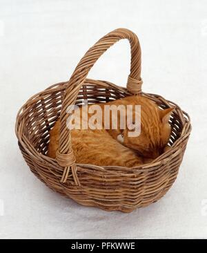Ginger sleeping in wicker shopping basket Stock Photo