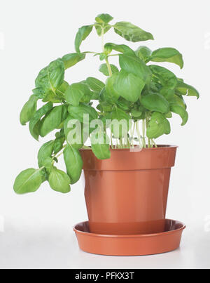 Basil in a plastic plant pot Stock Photo