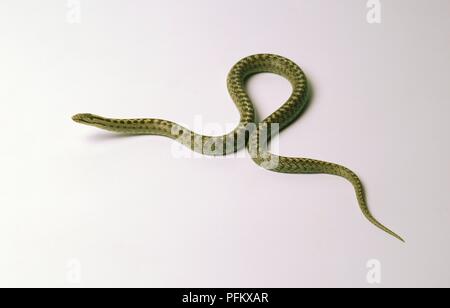 Smooth snake (Coronella austriaca) Stock Photo