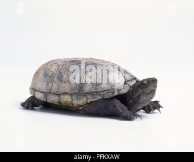 Yellow Mud Turtle Kinosternon flavescens adults sunning on log Starr ...