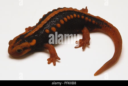 Animal Adult Himalayan Newt Also Known As Crocodile Newt Crocodile  Salamander Himalayan Salamander And Red Knobby Newt High-Res Stock Video  Footage - Getty Images