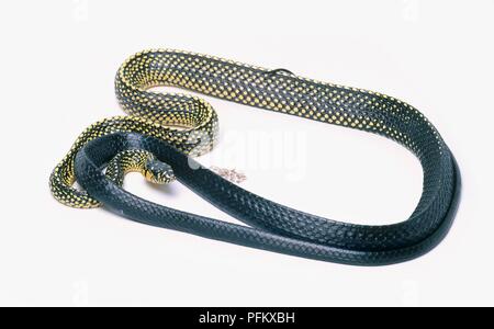 Tiger ratsnake (Spilotes pullatus), yellow spotted snake, curled up Stock Photo