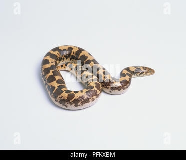 East African Sand Boa (Gongylophis Colubrinus), with stout body, short tail, white underside, and wedge-shaped head Stock Photo