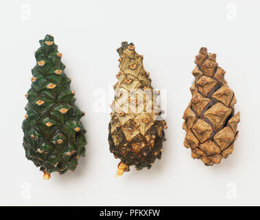 Three Scots Pine cones, unripe, ripening and mature, front view. Stock Photo