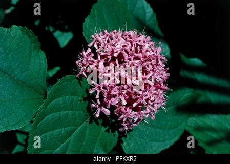 Clerodendrum bungei, shrub with clusters of small, deep pink flowers and serrated green Stock Photo