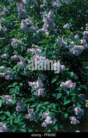 Syringa vulgaris 'Madame Antoine Buchner' with lilac flowers and green leaves Stock Photo