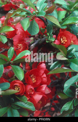 Green leaves and scarlet flowers from Chaenomeles x superba 'Nicoline', close-up Stock Photo